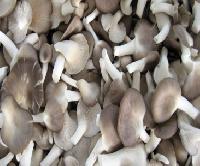 Fresh  OYSTER Mushroom