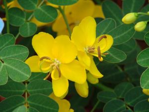 Cassia Flower