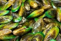 green mussels