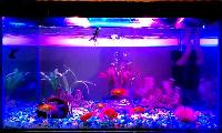 fish aquarium lights