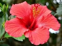 Hibiscus