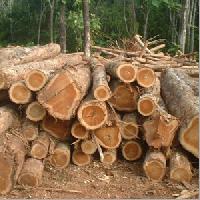 indian teak wood timber