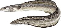 Eel Fish