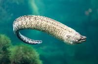 fresh water eel fish