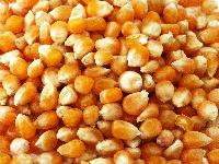 corn kernels