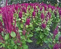 AMARANTH