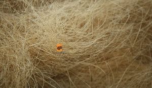 coir fibre bales