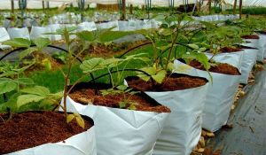 Coir Grow Bags