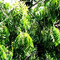 Neem Insecticide