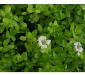 Brahmi Plant