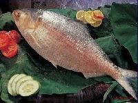 Hilsa Fish