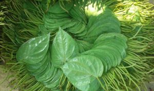 Betel Leaves