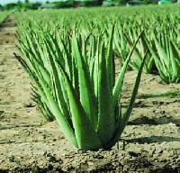 Aloe Vera Leaves