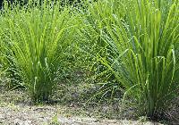 Fresh Lemongrass