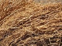 Vetiver Root