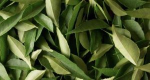 Curry Leaves