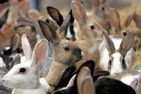 Rabbit Breeding Services