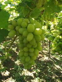 Grapes