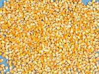 Yellow Maize Seeds