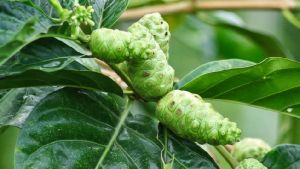 Morinda Citrifolia