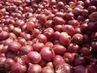 Fresh Red Onion