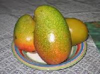 Bombay mango