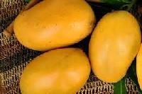 mallika mango