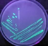 Pseudomonas Fluorescens