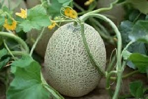 Muskmelon Plant