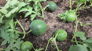 Watermelon Plant