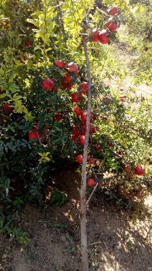 Pomegranate