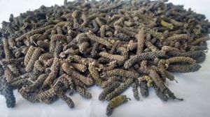 Long Pepper