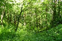 Green Woods