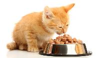 cat foods