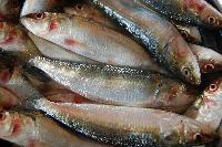 Sardines