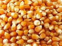 Indian Yellow Corn