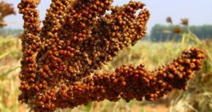 Finger Millet