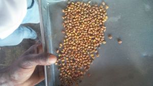 Black Chickpeas