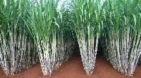 Sugar Cane