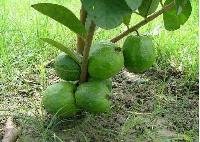 Guava Plant