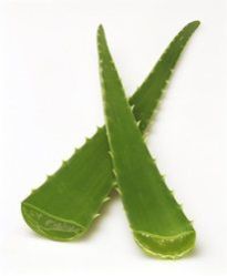 Aloe Vera Leaves