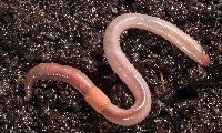 Earthworm