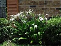 Hymenocallis Littoralis Plants