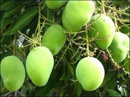 Mango Plants