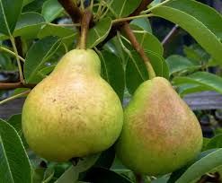 Pear Plants