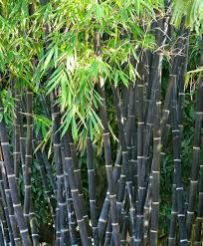 Phyllostachys Nigra Plants