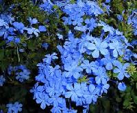 Plumbago Capensis Plants