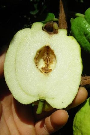 Seedless Thai Guvava