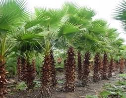 Washingtonia Filifera Plants