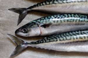 Fresh Mackerel Fish